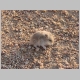 88. deze baby-hamster was in een potje gesukkeld dat bedoeld is om insecten te vangen.JPG